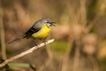 Close up Grey Wagtail (Motacilla cinerea Tunstall)