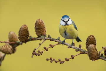 Eurasian blue tit, Cyanistes caeruleus