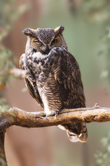 Great Horned Owl Perched on Branch