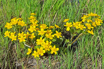 Marsh Marigold (Caltha palustris) flowers