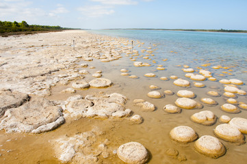 Lake Clifton Thrombolites - Western Australia