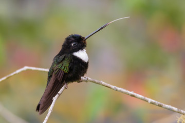 Coeligena Torquata.