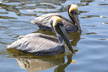 Pair of Pelicans 