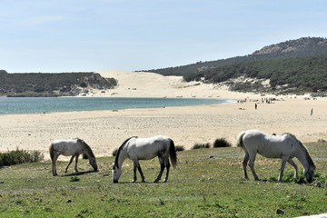 Andalusische Pferde, Schimmel, Strand bei Tarifa, Andalusien, Spanien, Europa