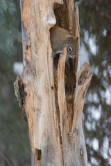 Squirrel head down sticking out of a tree trunk