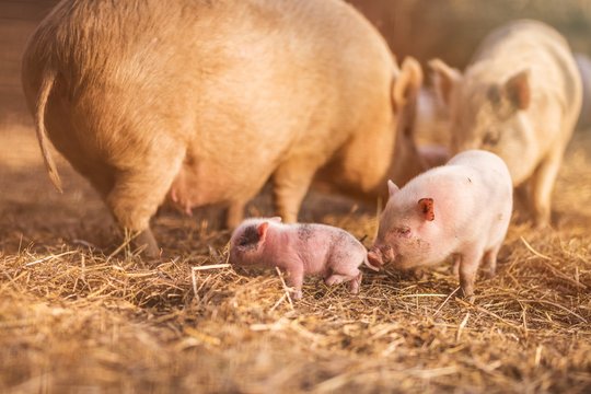 Little piggy in farm