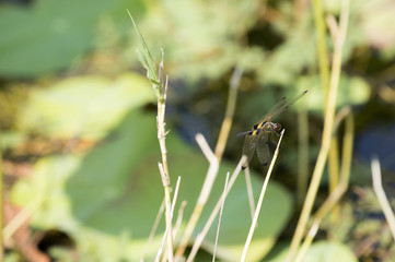 Flying dragonfly perched on a branch in the pool independently     
