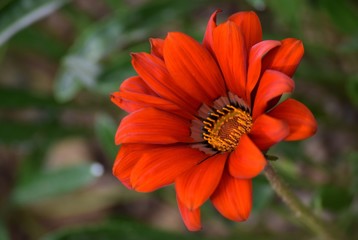 Flower.Red flower on natural background