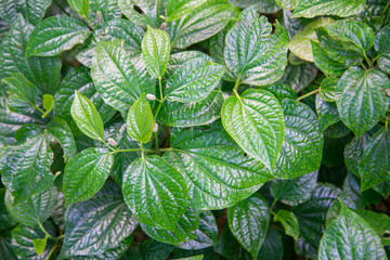 Wildbetal leafbush,Piper sarmentosum Roxb, PIPERACEAE
