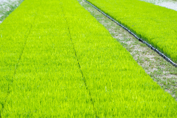 Rice transplanting with machine agriculture concepts.