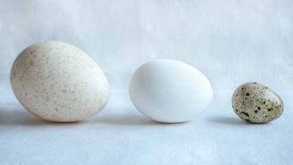 Different size eggs: Turkey, chicken and quail eggs.