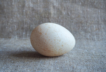 Fototapeta na wymiar One big dietary Turkey egg 