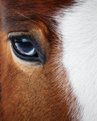 Eye of a beautiful red horse closeup