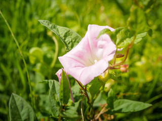 White Ipomoea nil flowers in the field