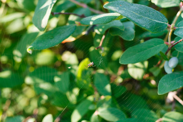 spider web on leaves