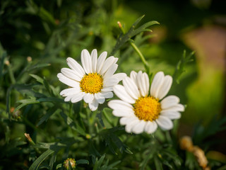 Daisy flowers in the field