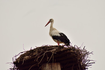 storks in a nest