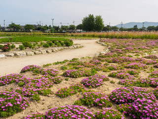 Pink flowers in summer garden