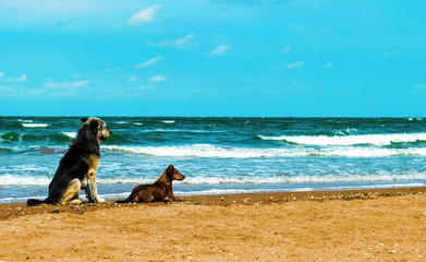 A couple of dogs on the seashore