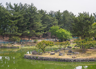 Summer view of backyard