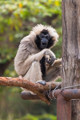 The female pileated gibbon have a white-grey colored fur with only the belly and head black.