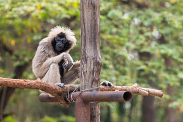 The female pileated gibbon have a white-grey colored fur with only the belly and head black.