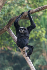 A male Pileated Gibbon has a purely black fur caused by  sexual dimorphism in fur coloration.