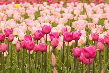 beautiful tender tulips growing in a field or on a lawn in a summer park