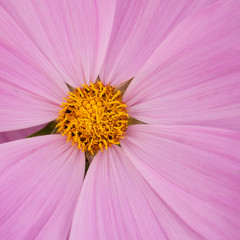 Obraz premium beautiful pink flower cosmos with gentle petals