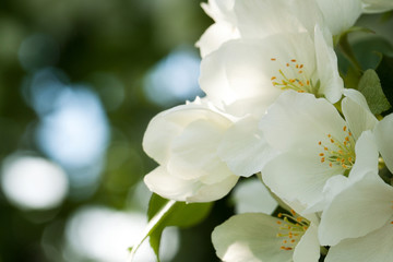 several white flowers of an apple tree in a summer park or garden