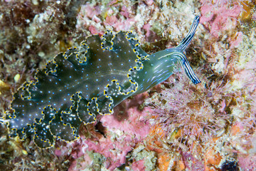 nudi1