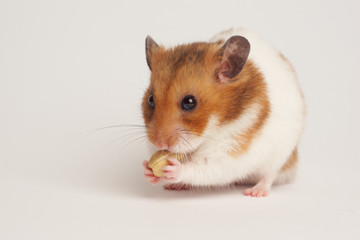 Fototapeta na wymiar Syrian hamster on a white background 