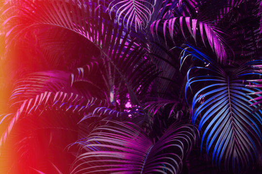 Deep dark purple palm leaves pattern with bright red orange gradient effect, sun leak. Creative toned layout, horizontal
