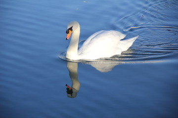 Obraz premium swan swimming in lake