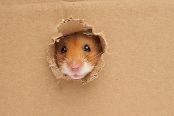 Syrian hamster on a white background
 - obrazy, fototapety, plakaty