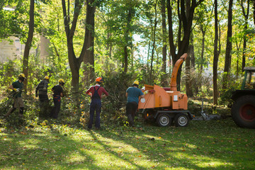 Workers recycle broken trees after a hurricane in the park