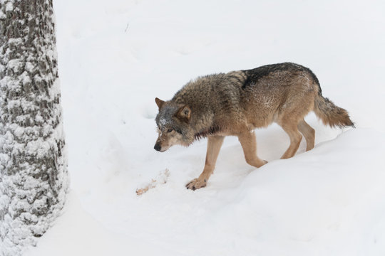Fototapeta Wolf walking on white snow
