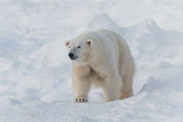 Fototapeta na wymiar Polar bear walking on white snow