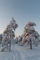 Beautiful winter forest with walking path on snow