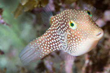 fish6