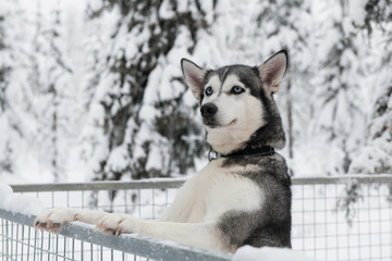 Siberian husky portrait close-up © ilyaska