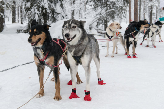 Beautiful siberian husky dog in dogsledding with eyes of different color