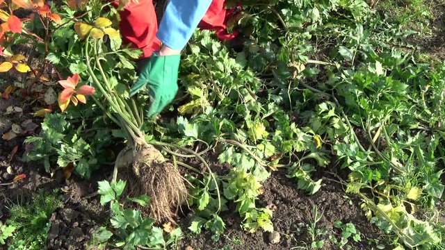 Gardener harvesting celery vegetables in autumn garden

