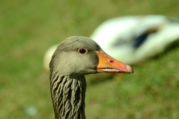 Enten und Wildgans am Wasser