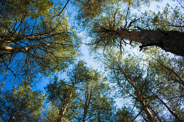 beautiful spring forest