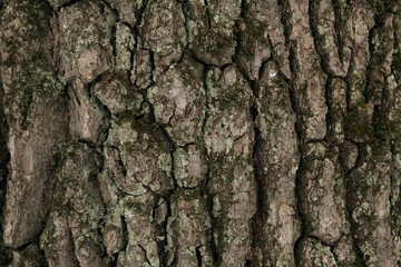 tree bark