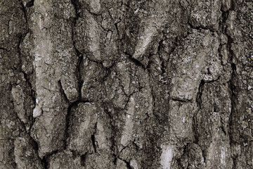 tree bark