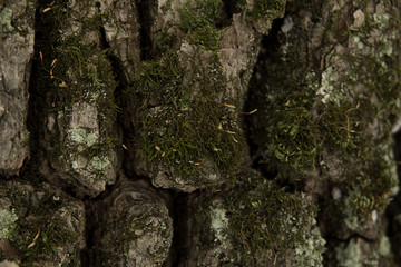 tree bark