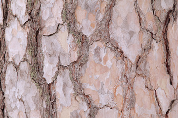 pine bark
