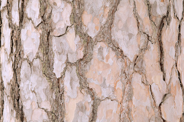 pine bark